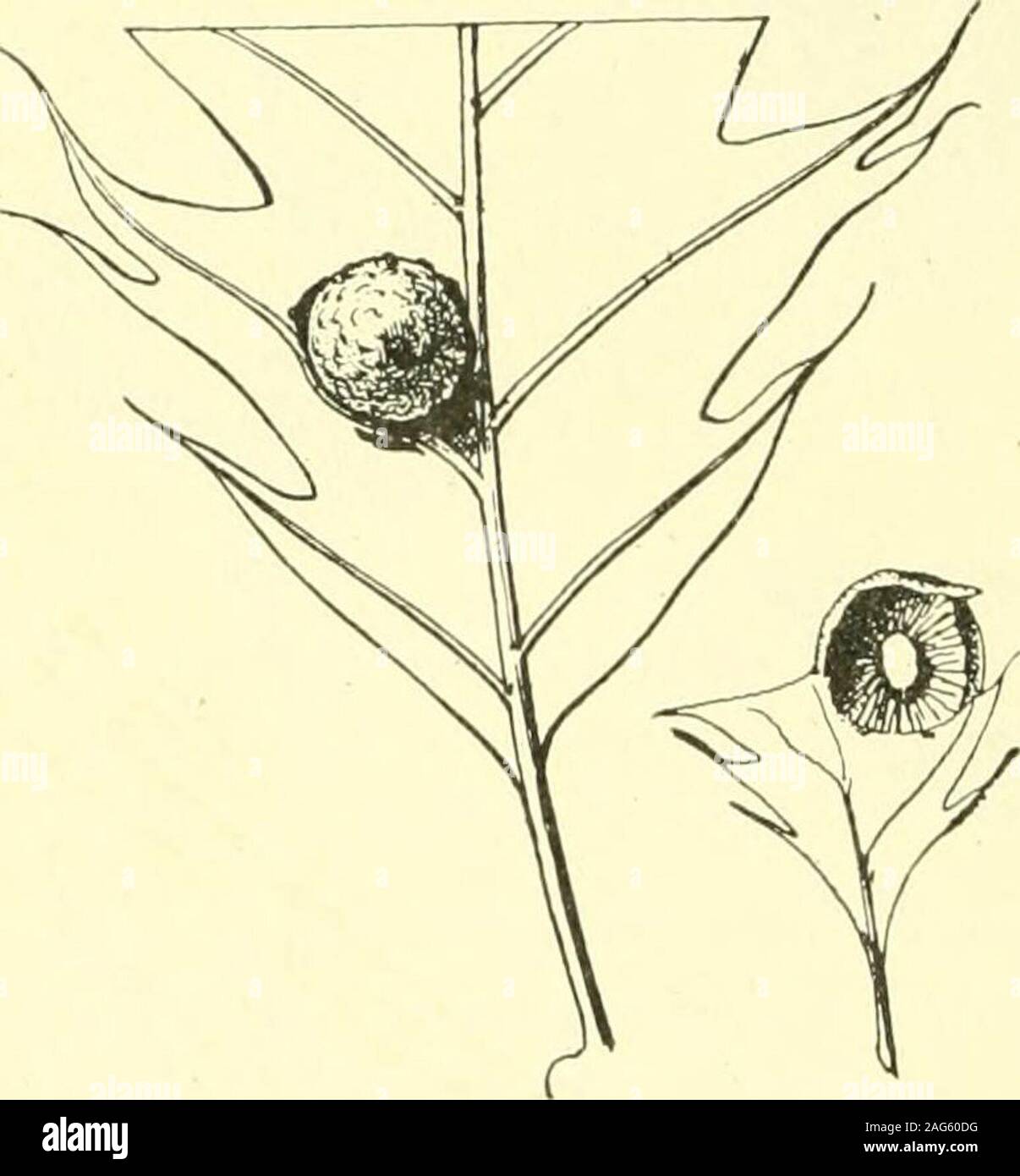 . Rapport de l'État sur l'entomologiste excessifs et d'autres insectes de l'état de New York. ELB-eufenmuller Fig. 94. Pommes de chêne. J-S. Amphibolips cookii Gill. 6 à 10. Petit Chêne pointu,apple A. citriformis Ashm. (Après l'Beutm., Am. Mus. Nat. Hist.) 102 New York State Museum, minutieusement globulaire pubescentes, rougeâtre, brunâtre ou verdâtre leaf gall, diamètre4-7 mm, sur Q. g r i s e a . Fig. 98. Cynips. C o n i p s sp. 3.2062globuleux, un peu creux, de forme oblongue, feuille jaune verdâtre pâle avec un culot cellulaire fibre-soutenu, sur Q. ilicifolia et Q. c o c c i n e a. PI. i, fig. 5.Bassett, 63 p. 327. Cynips Andr Banque D'Images