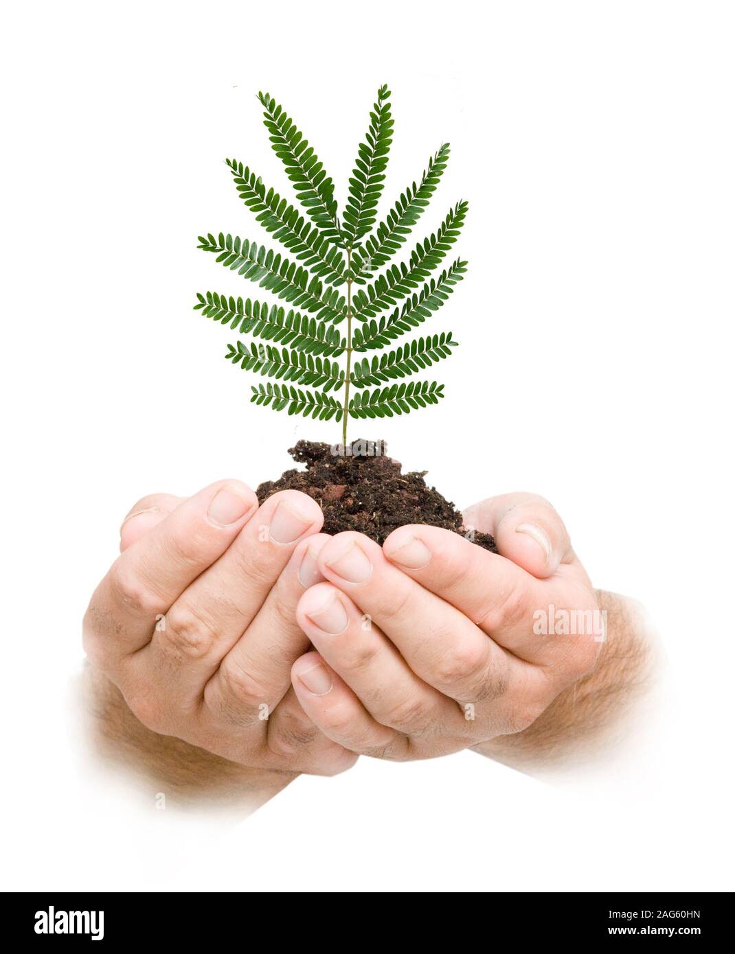 L'analyse de l'arbre dans la main comme un symbole de protection de la nature Banque D'Images