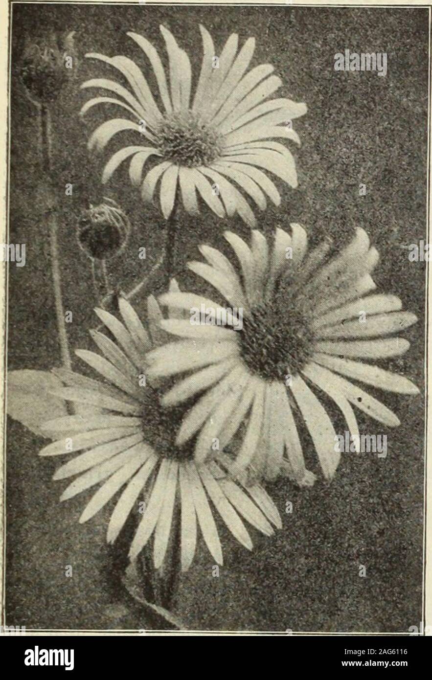 . Dreer 1913 livre du jardin. 215. L'épimède (caribou de millepertuis, Évêques Hat). Les plantes naines, avec feuillage coriace et panicules de interestingflowers ; le feuillage de toutes les variétés offertes ci-dessous suppose le plus beauti-ful teintes de couleur en automne. Sulphureum. Jaune fine.violacea. Violet riche. Maranta. Alpinum. Crimson et jaune.Huschianum. Rosy red.niveum. Au début, Nain, blanc pur. 25 cts. Chaque ; 2,50 $ douz. ; 15 $ par 100. Ensemble de 5 sortes pour $1.10. L'Erigeron (Flea Bane. GlabellllS. Grandes fleurs violet pourpre ; Juillet à septembre ; 15 pouces.Grandifloms elatior. Grand solitaire, purpl Banque D'Images