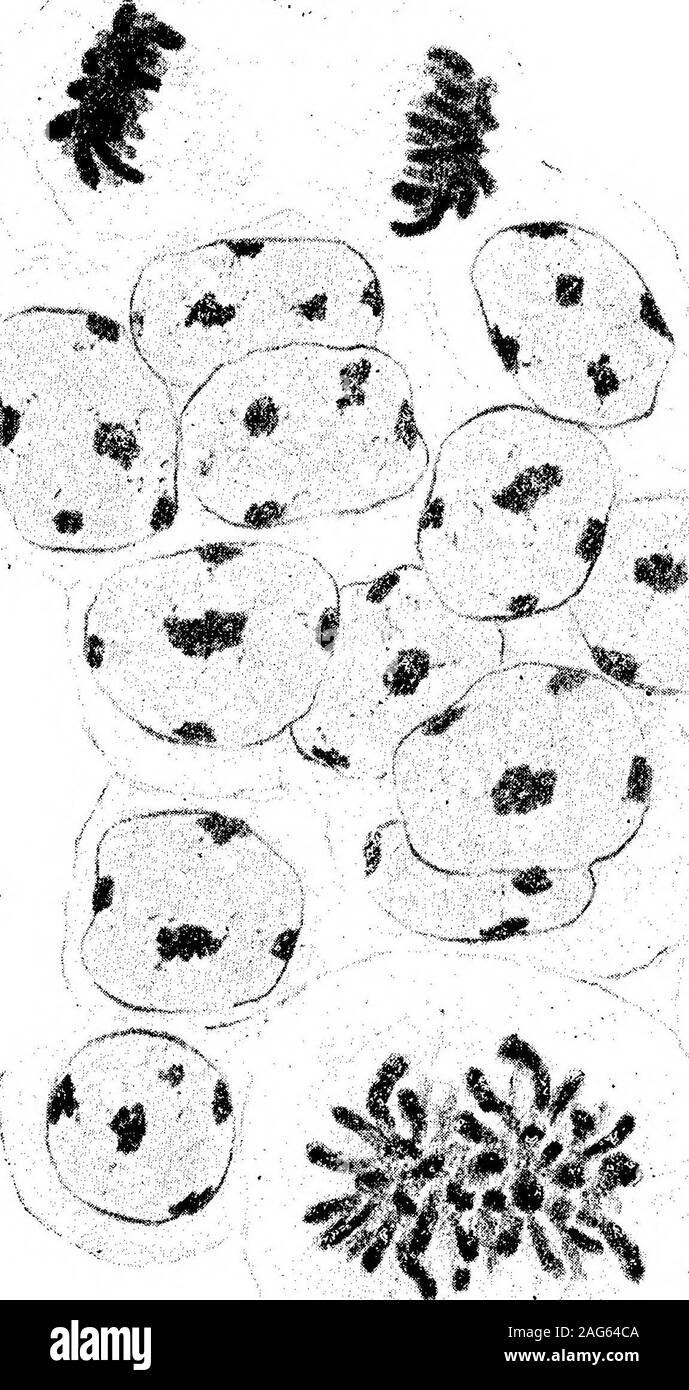 . Observations sur l'Life-History de leucocytes. ft. JSe K ?V Fig. 27. Fig. 28. 1906.] Observations sur l'Life-History des leucocytes. Plaque 59 9. Fig. 9 et 10.-Prophases de division dans les cellules de moelle osseuse des showingsplitting de cobaye, de ce qu'on appelle le spireme thread. Fig. 11.-stade similaire dans la première division de la prophase maiotic dans le testicule de cobaye. Fig. 12 et 13.-maiotic heterotype (première division) Chiffres de la moelle osseuse-ofguinea-cochon. Fig. 14.-Idem à partir de la moelle osseuse de rat. Fig. 15.-Division figure à partir de la moelle osseuse de cobaye. Fig. 16.-Première division maiotic figu Banque D'Images