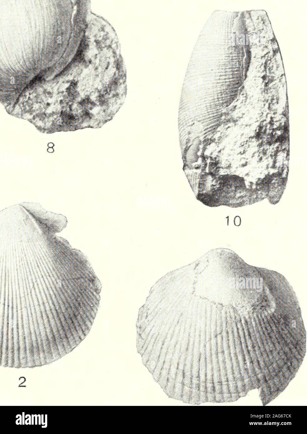 . Bulletin de l'United States Geological Survey--La vallée de Santa Clara, Puente Hills Los Angeles et districts d'huile. r 15 mm. Même localité que fig.Fig. 7. Fusus remondii Gabb. Voir l'Fronl ; altitude 41 mm. Pal. Cal.. volume 1, pi. 1 fig. 30. En commun et de l'Éocène (Tcjon formation plein) sur nous coasl.1 [g. Au même spécimen comme fig. 7. Vue agrandie de surface.Fig. 8. Amauropsis alveatus Conrad. U.S.N.M. 165000. Vue avant du spécimen décortiquées partielle : altitude 32 mm. A l'éocène, Canyon, Ss Diego Comté. Une caractéristique gastéropodes Éocène.Fig. 9. Morio {Sconsia) tuberculatus Gabb. U.S.N. Banque D'Images