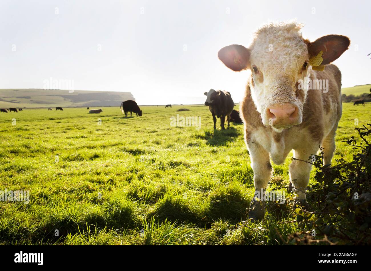 Vaches à la réserve naturelle de Seaford Head. Banque D'Images