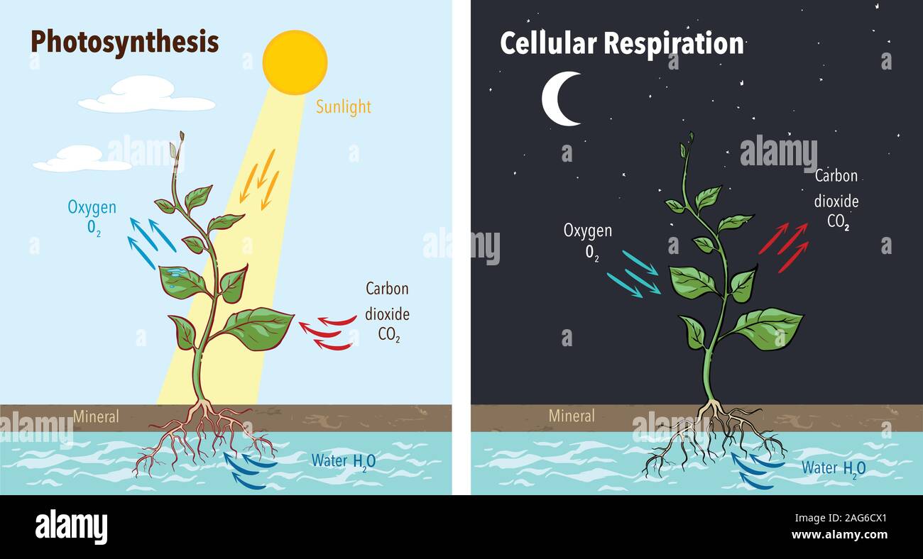 L'accumulation de la photosynthèse et la respiration cellulaire sucre alimenter toutes les fonctions des plantes jour nuit 2 posters pédagogiques vector illustration Illustration de Vecteur