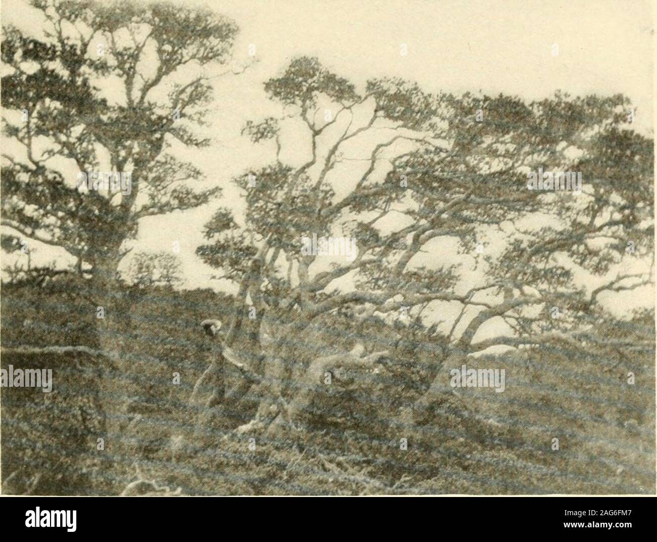 . Une année de l'histoire naturelle du Costa Rica. sur nous deux étaient assis dans la tente de manger notre repas du midi, seul dans le grand cratère, six ou sept kilomètres de thenearest l'habitation humaine. Il a plu ou embué à intervalles réguliers, tandis que nous avons organisé notre thingsin tente, et se sont réunis à l'intérieur de l'empilement, bois de chauffage en thehope qu'il peut sécher un peu. Ce faisant nous noticedvarious types d'empreintes dans le sable près de la tente, chieflyof les créatures à quatre pattes. Il y avait des petits tirages dans groupsof 4 pattes d'une dimension suggestive de mouffettes et les plus gros whichwere probablement fait par un gros chat comme un puma, mais al-thoug Banque D'Images