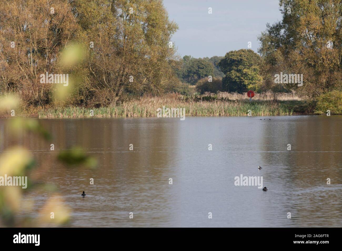 Vues des banques du parc national des lacs Conningbrook et de la réserve naturelle d'Ashford, Kent, Royaume-Uni Banque D'Images