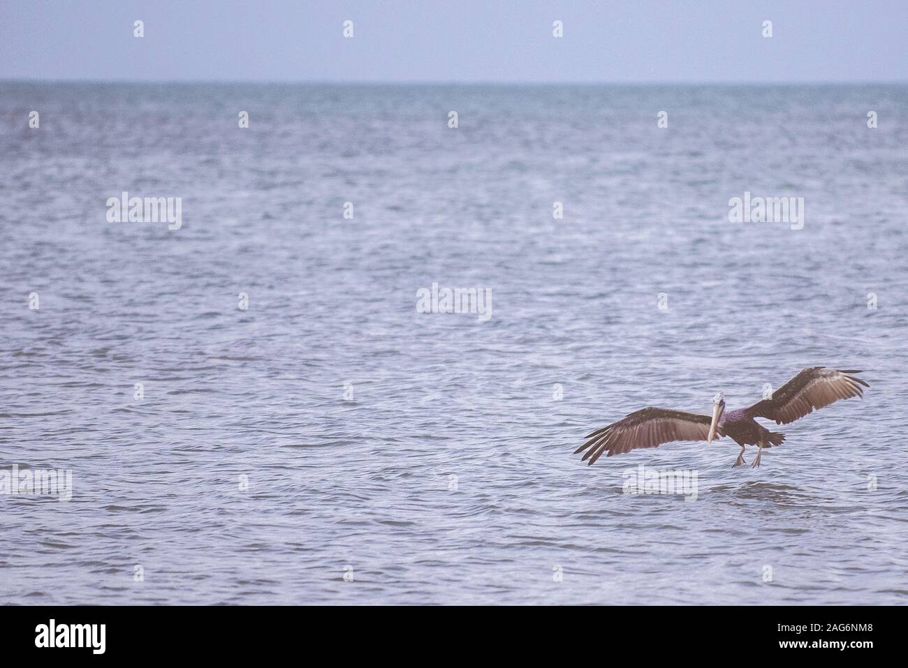 Gros plan d'un pélican atterrissage sur la mer avec ses ailes s'ouvrent et son arrière-plan est flou Banque D'Images