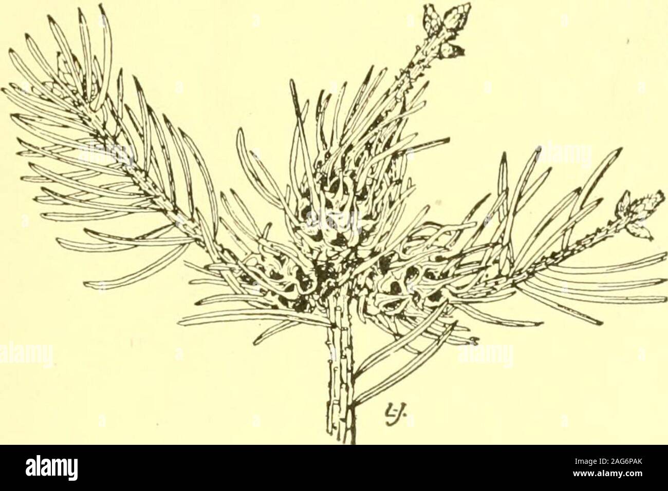 . Rapport de l'État sur l'entomologiste excessifs et d'autres insectes de l'état de New York. lt.déformé les aiguilles de P. e d u i s 1. (Original) vertes ou brunes, polythalamous conelike, produites, l'enflure sur le Colorado bluespruce, longueur 5 cm, diamètre 2,5 cm. PI. 14, fig. i. Sentir l'IIM, p. 37 puceron. Cône Long Spruce Gall, Chermes cooleyi Gill. Abies (sapin) élevées à partir de graines. Fig. 10. Je sentais5e, p. 162 Itonid. Graines de sapin cécidomyie, Dasyneura canadensis FeltInfertile semence de Douglas. Crosby, 09 p. 379 Hym. Graines de sapin, otrophus Megastigmus wasp sperme Wachtl.bourgeon apical gall. PI. 5, fig. 9. 143, p. 77, de l'iton Banque D'Images