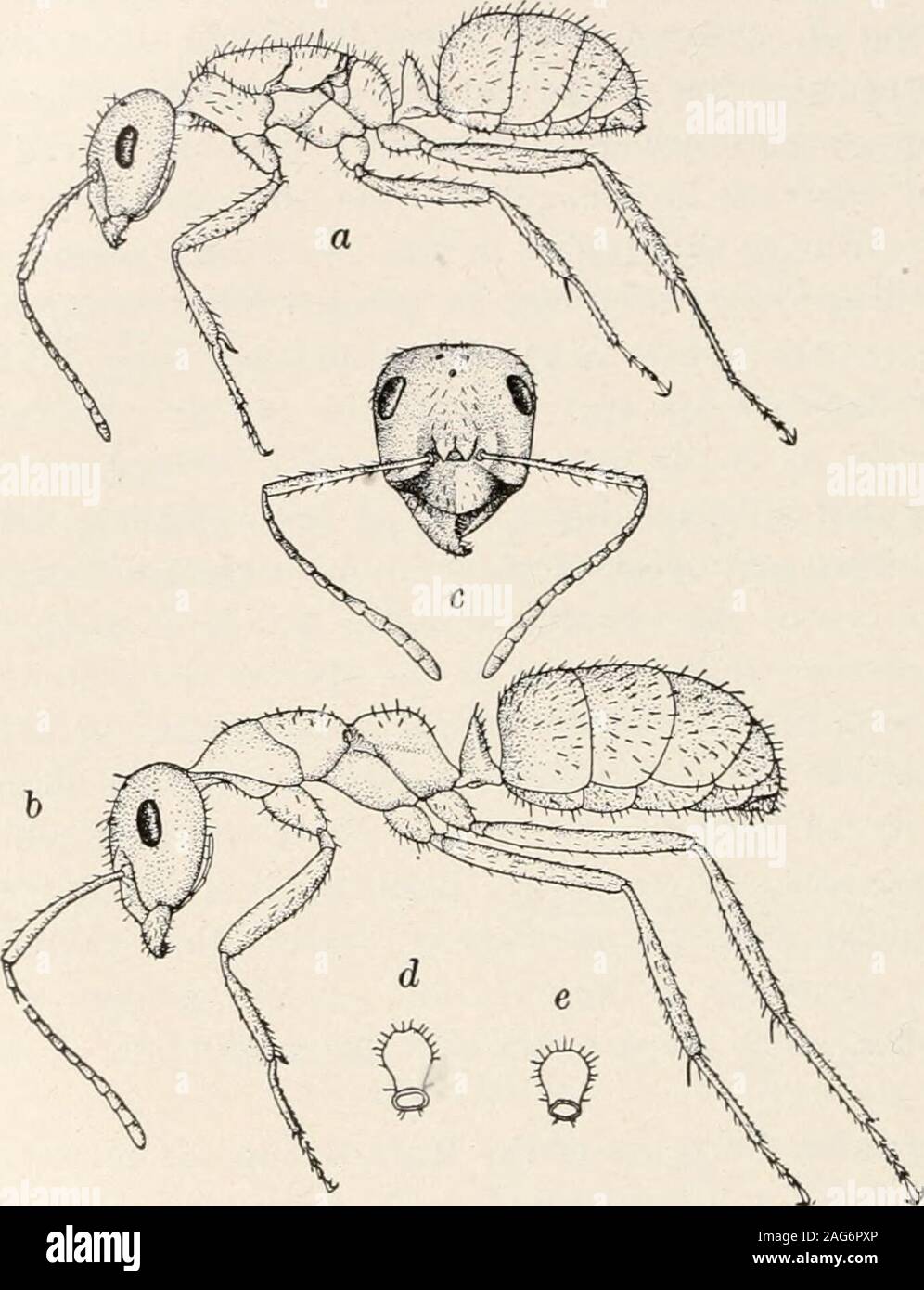 . Les fourmis ; leur structure, le développement et le comportement. livesin cians populeuse, formicaries indépendants sous les pierres qu'il withplant banques de débris. Comme les autres membres de la groupe rufa, c'est une très nacious pug-ant. Au cours de plusieurs étés un certain nombre de petites colonies naissante,n'a été trouvé, contenant une reine consocians associe les travailleurs de F. incerta, une variété d'schaufussi alsowith, et parfois quelques consocians travailleurs. F. incerta est un whichforms ant lâche de nombreux petits formicaries plutôt dans la même localité. Les fourmis -442. Les travailleurs sont jaune-rougeâtre et d'environ le même Banque D'Images
