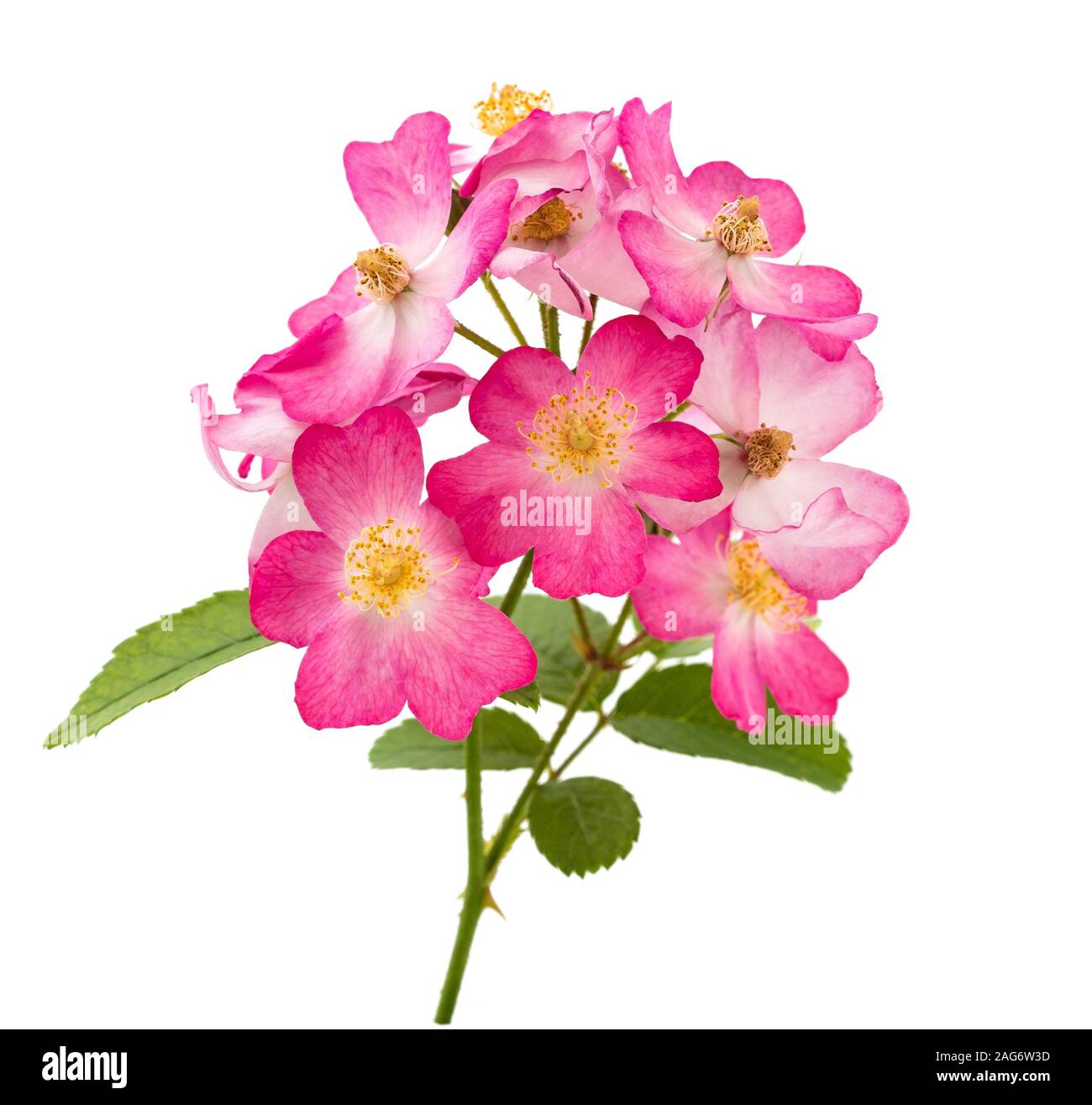 Dog rose fleurs isolé sur fond blanc Banque D'Images