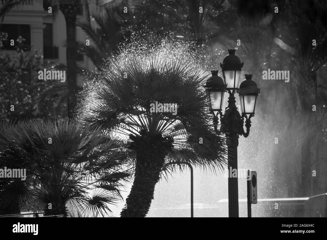 Façade Palm et Street Light avec fontaine derrière elle Banque D'Images