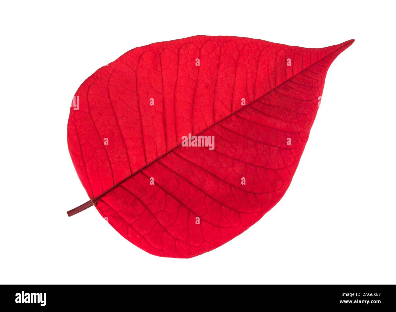 Poinsettia rouge isolé sur fond blanc Banque D'Images