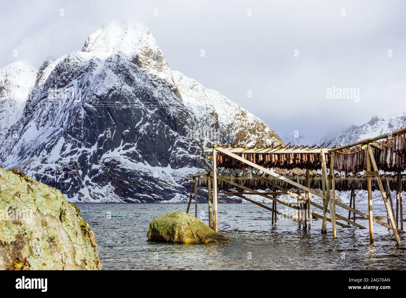 Stockfish séché en Reine, les îles Lofoten, Norvège Banque D'Images