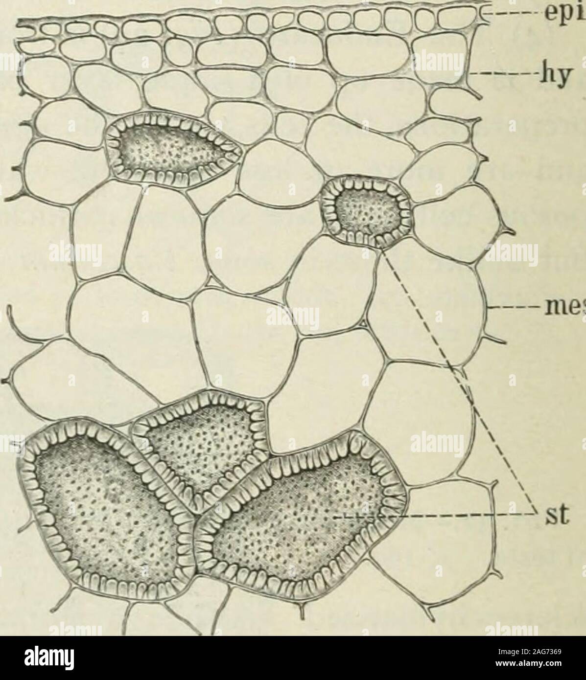 . American Journal de Pharmacie. Fig. 33.-H uckleberry{Caylussacia resinosa). IFruit vu de dessus, X i.II section transversale de fruits,X I. Mauvais, Pierre X 8. IVTransverse article de pierre, X8. Fin, l'endocarpe ; S, testa;E, endosperme ; em, embryon.. mes Fig. 34.-myrtille. Avantde transversal partie extérieure du péricarpe, de l'epi, l'épicarpe;h)  % hypoderme ; mes, mésocarpe, St Pierre,,X 160 cellules. {L'endosperme Fig. jo, E), - le diamètre moyen des cellules est0*035 millimètre. Les grains sont présents tout au long de la protéine ; starchis tout à fait absent. L'embryon n'est pas intéressant dans sa structure microscopique. Microscop Banque D'Images