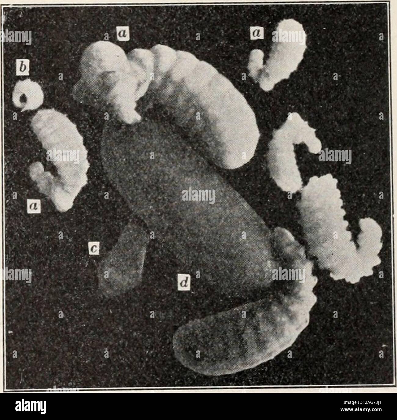 . Les fourmis ; leur structure, le développement et le comportement. s les plus connus. Il est extrêmement rare en Angleterre, mais commonin beaucoup d'endroits sur le continent ( la Hollande, le Luxembourg, la Saxe,•la Suisse). Son hôte normal est l'esclave rouge-sang, Formicasanguined, bien que très rarement, se trouvent dans les nids de F. pratensis. rufaand Des espèces d', Atemeles pubicollis (Fig. 239)se reproduit dans les nids de F. rufa, parado.nts dans ceux de F. rufibarbis dans andemarginatus fitsca ceux de F.. Le Xeuoiiiisa alsorepresented est américain par plusieurs espèces, le plus connu est un cava,(Fig. 241). Comme l'a mangé Banque D'Images