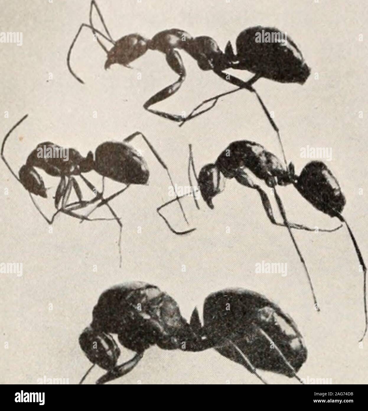 . Les fourmis ; leur structure, le développement et le comportement. FIG. 241. Xenodusa cava. (Original.) ,j.oG FOURMIS.. abdomen vbicb sont léchés par l'hôte avec une évidente satisfaction. Notonly ces coléoptères ne vivent eux-mêmes en tant qu'invités parmi les fourmis, mais le même est également vrai de leurs larves. Les larves d'Lomcchusa mclcs-Ate et sont élevés par les fourmis comme leur propre progéniture ; ils sont léchés, fedwith la nourriture régurgitée et avant la nymphose couverts ou intégrées dans des cellules comme leurs propres larves.Lorsque le nid est disturbedthey sont transportés par les fourmis pour inpreference larvaeand à leurs propres nymphes un lieu de sécurité.Le predil Banque D'Images