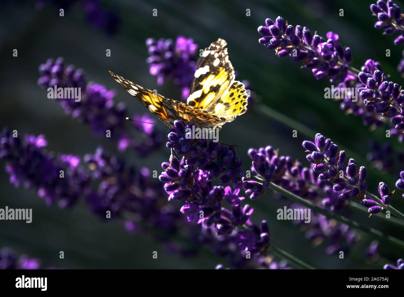 La Belle Dame Vanessa cardui sur La lavande papillon sur le jardin de fleurs Banque D'Images