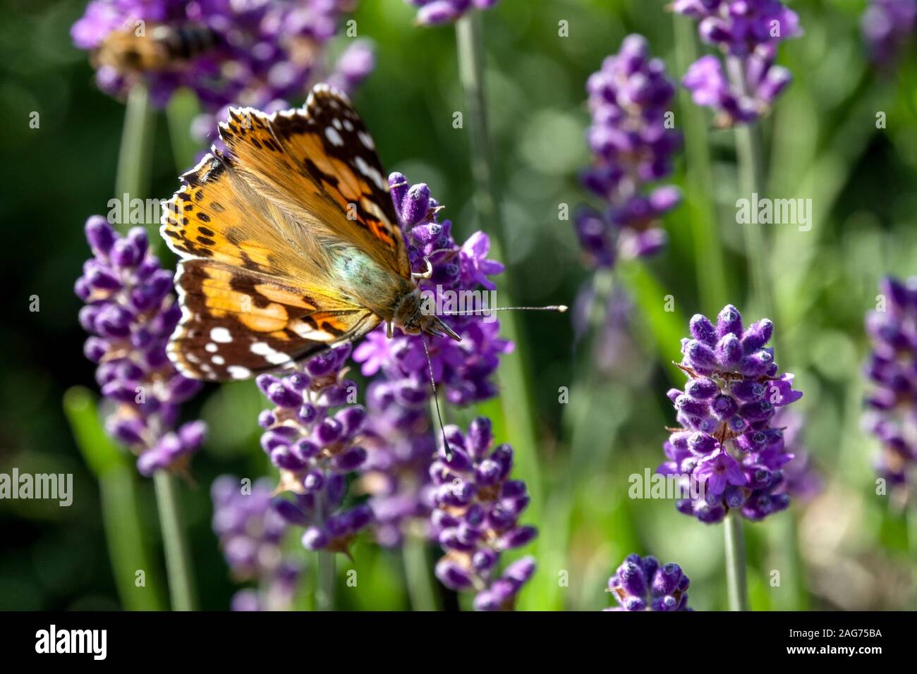 Femme peinte papillon Vanessa cardui sur Lavender papillon sur fleur jardin Banque D'Images