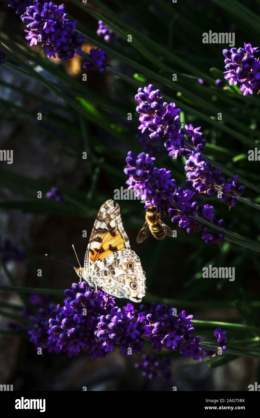 La Belle Dame Vanessa cardui sur La lavande papillon sur le jardin de fleurs Banque D'Images