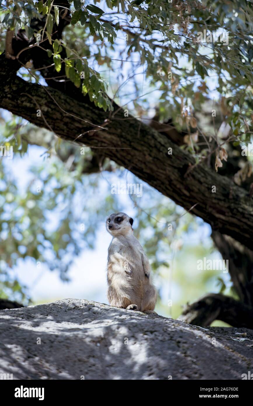 Plan vertical d'un meerkat debout sur un rocher avec un arrière-plan flou Banque D'Images