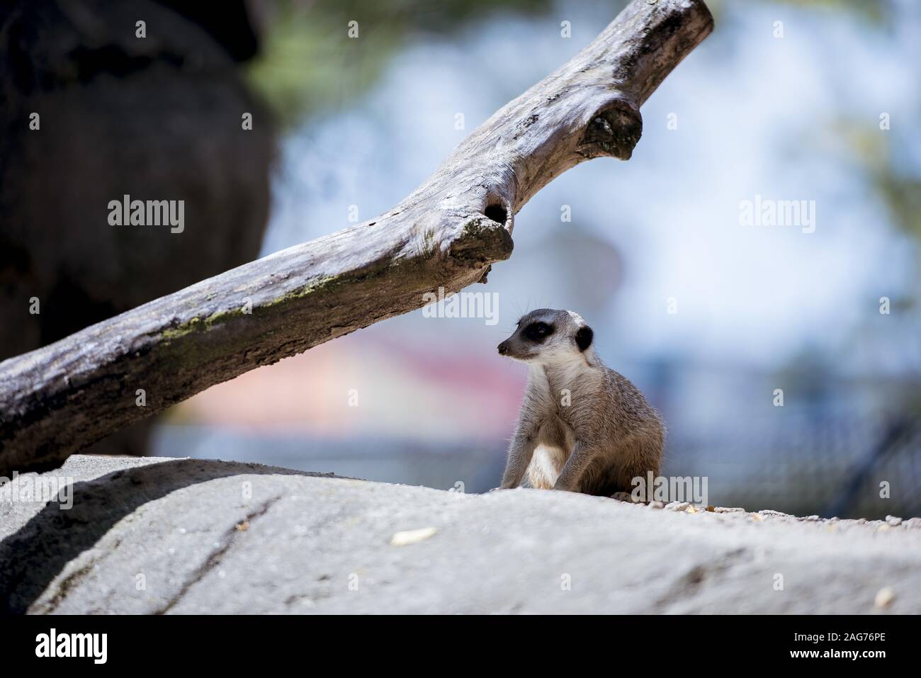 Gros plan d'un meerkat sur un rocher avec un arrière-plan flou Banque D'Images