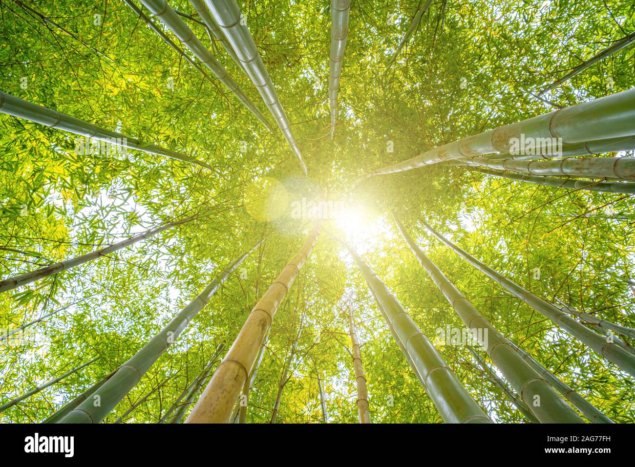 Soleil qui brille à travers la cime des arbres dans la forêt de bambou - scène calme méditatif Banque D'Images