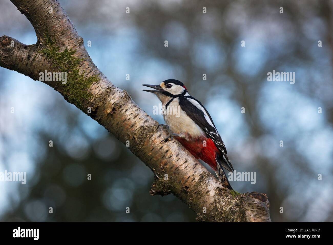 Great spotted woodpecker Dendrocopos major perché sur une branche dans un jardin, Crow, Ringwood, Hampshire, England, UK, avril 2018 Banque D'Images