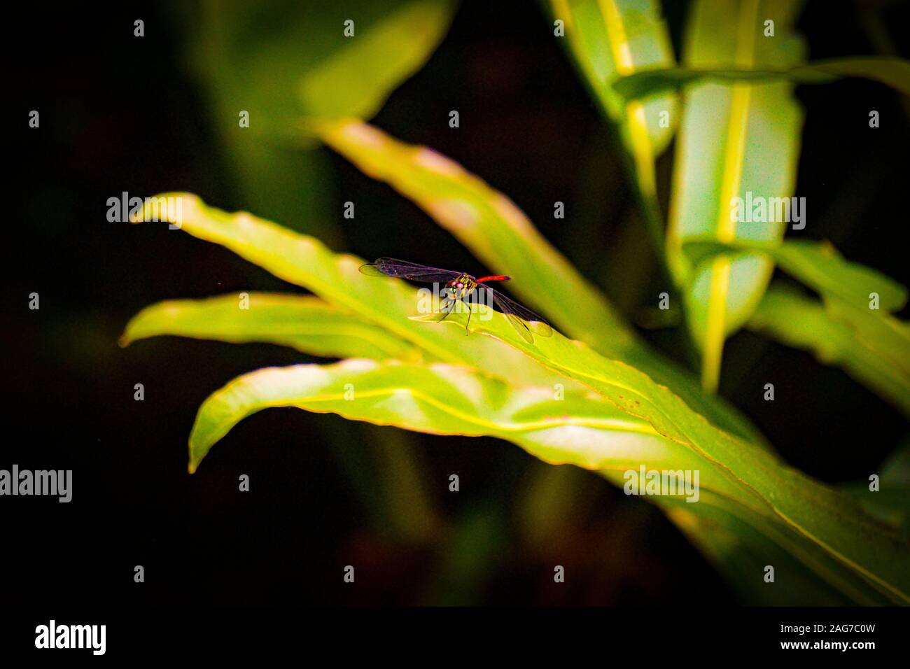 Photo sélective d'une adorable libellule assise sur un feuille sur fond flou Banque D'Images