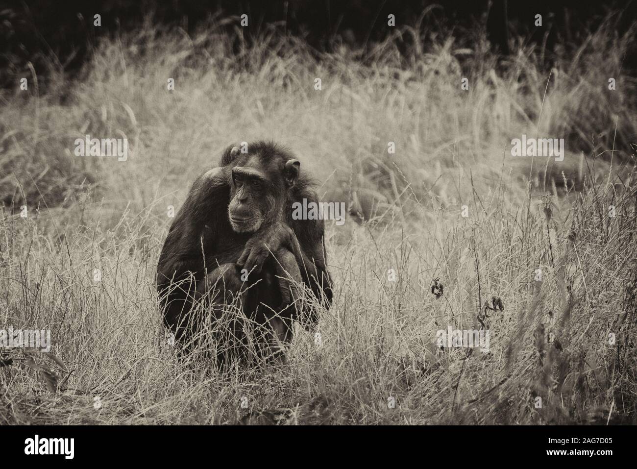 Mise au point sélective en niveaux de gris d'un chimpanzé noir triste assis penser à la vie Banque D'Images