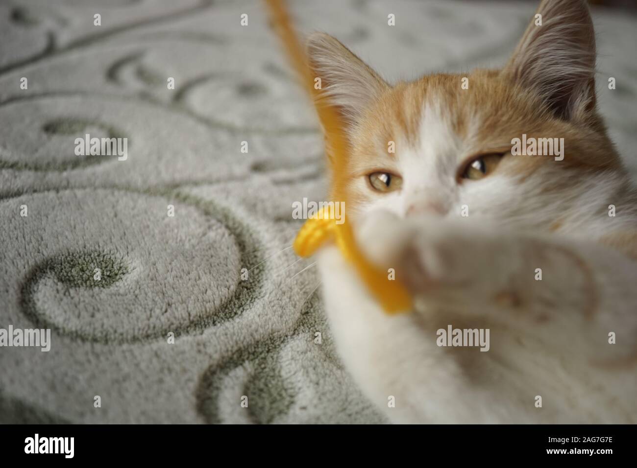 Ginger kitten joue avec un fil jaune, animal couché sur le lit, jeu chat. Banque D'Images