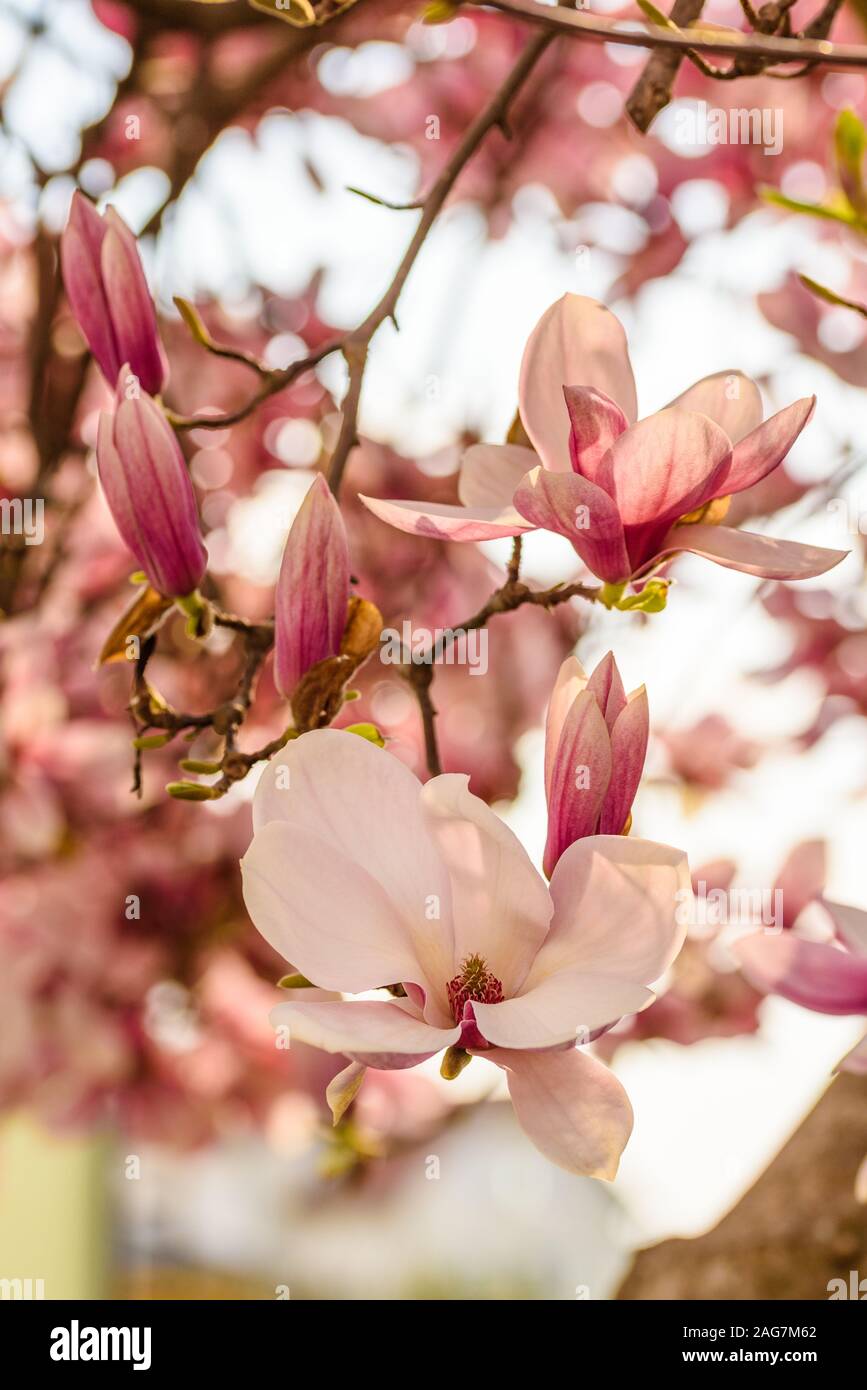 Fleur de magnolia chinois rose tree Banque D'Images