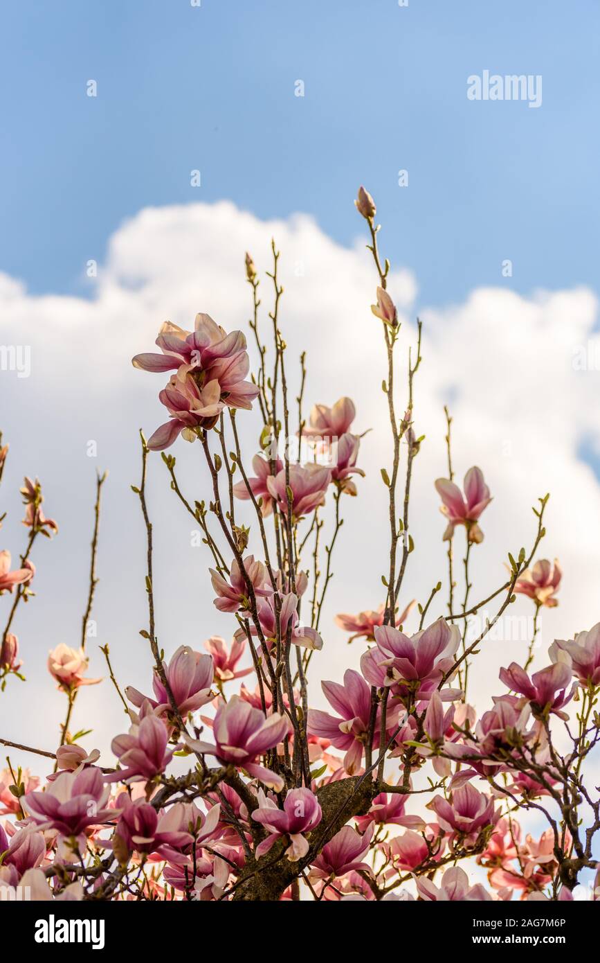 Fleur de magnolia chinois rose tree Banque D'Images