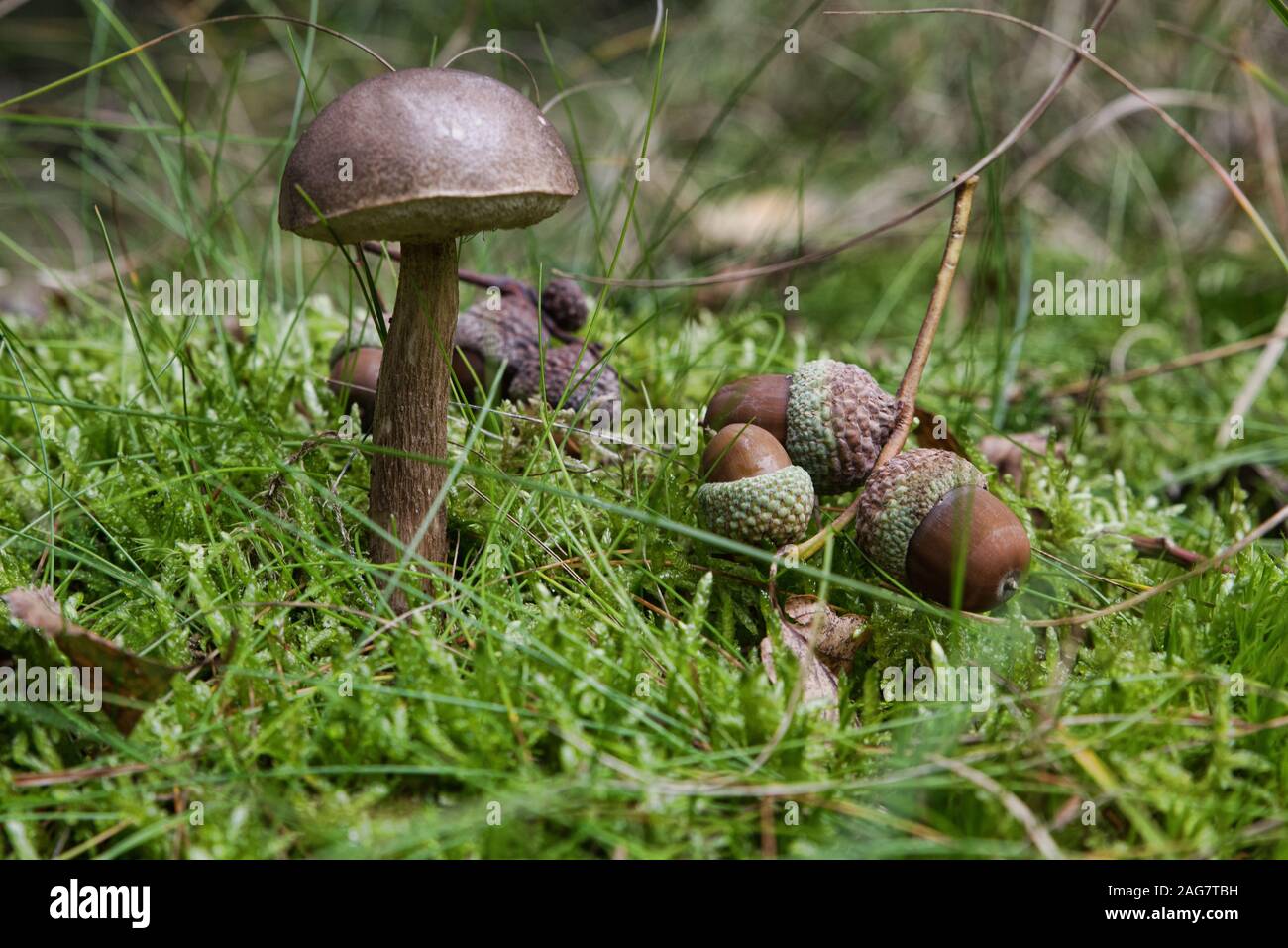 Gros plan de mise au point sélective d'un champignon bolésé entouré de glands au milieu d'une forêt Banque D'Images