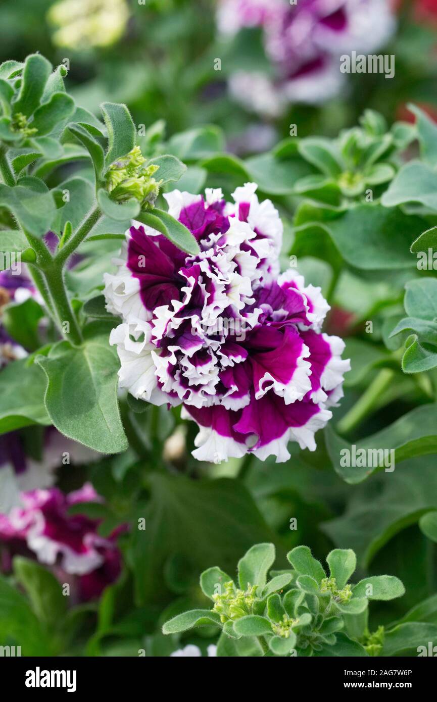 Pétunia F1 Purple pirouette de fleurs blanches. Banque D'Images