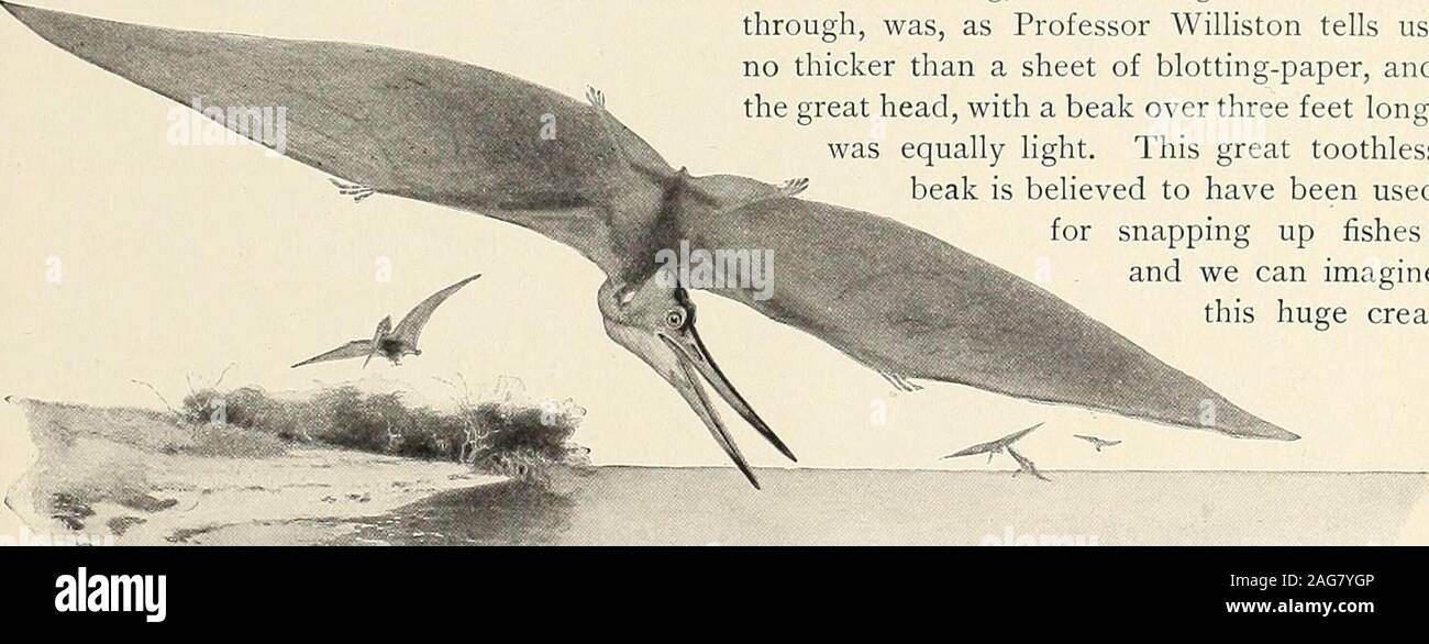 . St Nicholas [Série]. Un conduit d'ORCAS ATTAQUER UNE BALEINE À TÊTE BOW. jgcM. NATURE ET SCIENCE POUR LES JEUNES GENS. 459 ment petit que les baleines, sont si voraces, active, et d'une forte qu'aucune autre, les animaux les plus féroces de l'homme eventhe-eater les requins et les baleines, largestof peut résister à leurs assauts affreux.objets préférés de leurs assauts sont la dent-moins les baleines, et certains des plus sanglantes quand fightsoccur whileguarding mère baleines sont attaqués à leurs jeunes. Les orques chassent insmall masse, et sont de véritables loups,l'océan entourant leur proie, larmoiement grand morceaux de lèvres et de la gorge et b Banque D'Images