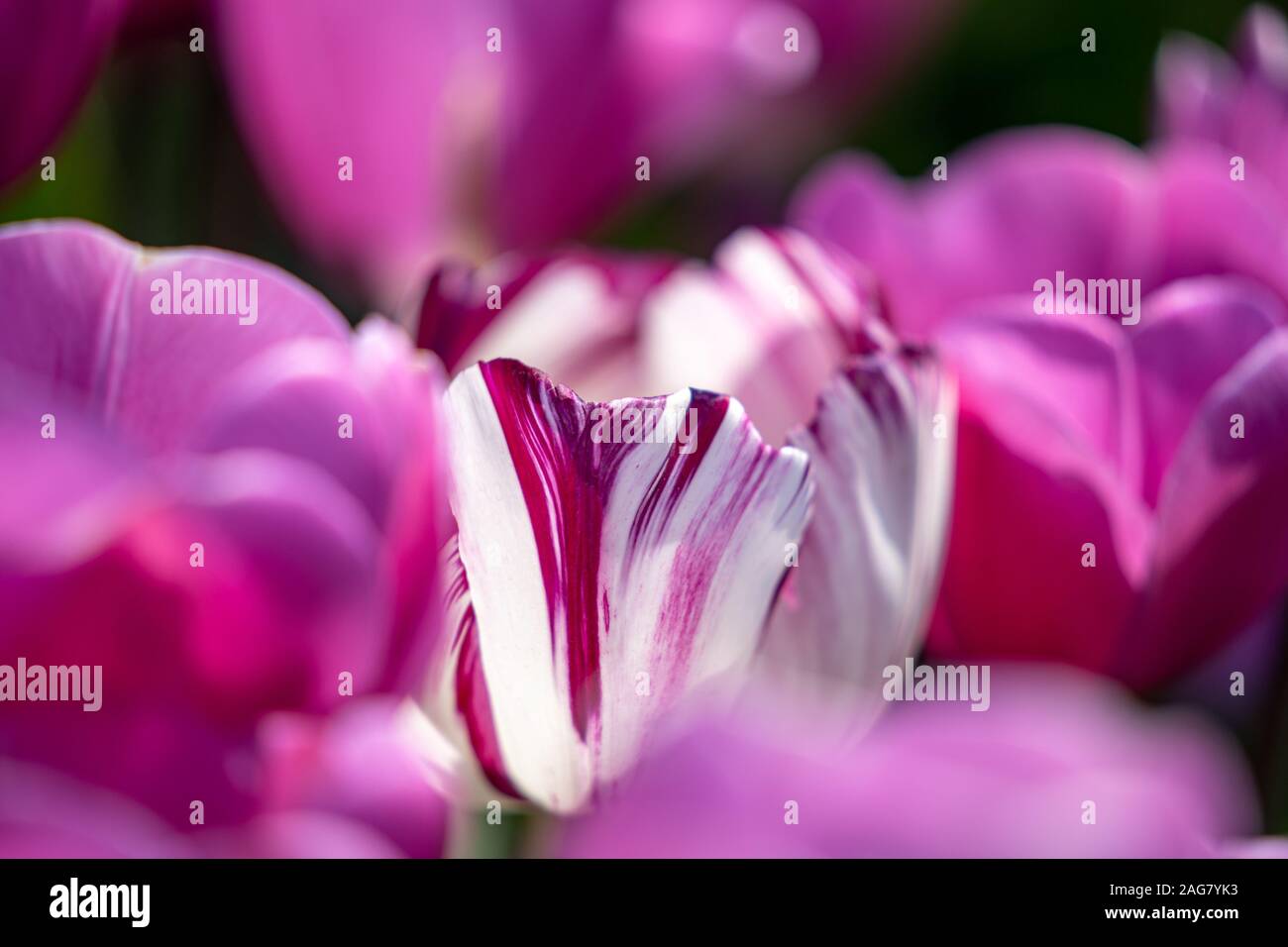Gros plan d'une tulipe blanche et violette dans un champ de tulipe violet -  concept d'individualité Photo Stock - Alamy