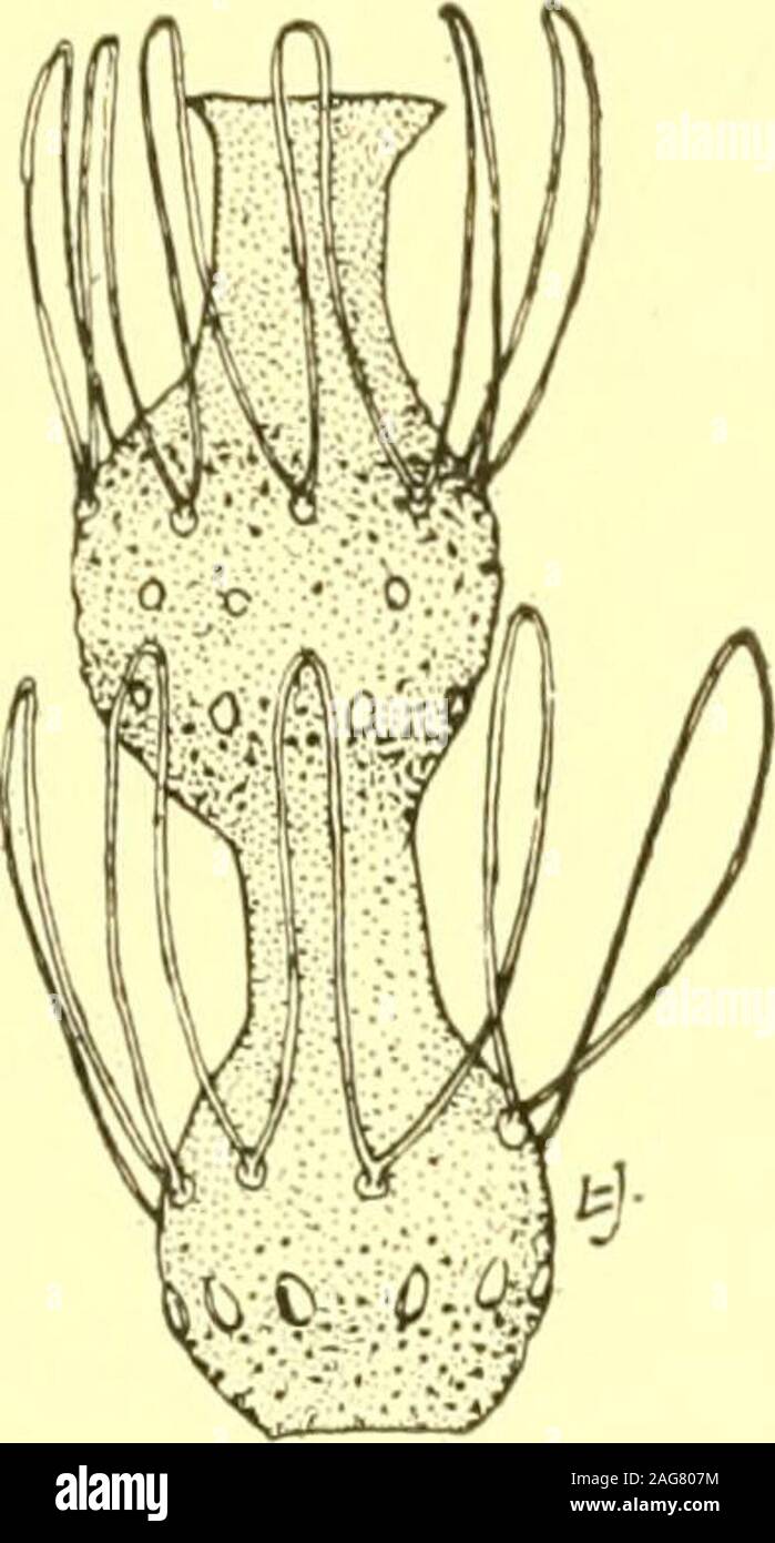 . Rapport de l'État sur l'entomologiste excessifs et d'autres insectes de l'état de New York. , Fred. La Cornell Univ. Agric. Exp. Sta.Bui. 224, p. 71-73 (Cecidomyia) 1908 estimé, E. P. Grape Belt (Dunkerque, N. Y.), 12 juin (Cecidomyia) 1909 - - Courroie de raisin (Dunkerque, N. Y.), le 18 mai 1909 - ?- ?- ?- ? Econ. Ent. Jour 2:257., 1909 N. Y. État Mus. Bui. 134, p. 15-19 1909 --- ?- ?- ent. Soc. (Ont.) 39e Rept, p. 44 1910 - ?- N. Y. État Mus. Bui. 141, p. 92-93 1910 Hartzell, F. Z. N. Y. Agric. Exp. Sta. Bui. 331, p. 514-30 cet insecte a été observée pour la première fois dans la région viticole de raisin, 1904 Chautaqua étant alors enregistré f Banque D'Images