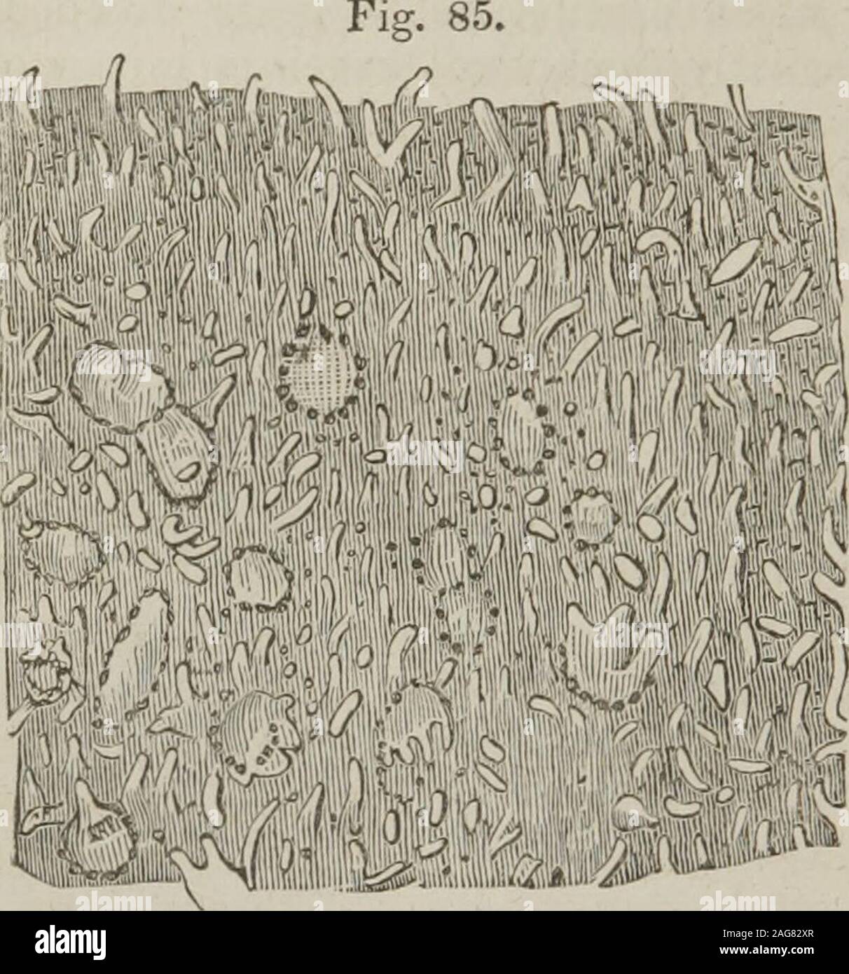 . Principes de la physiologie humaine : avec leur chef d'applications à la pathologie, l'hygiène et de médecine légale : spécialement conçu pour l'utilisation d'étudiants. re contiennent-ed dans le agminated issurrounded glandes, par une zone de openingslike Lieberkiihns,ceux de follicules qui conduisent, tout comme ceux, en cceca tubu-lar. Sur la rupture la sur-face de l'un des corps blancs,il se trouve derrière elle une empreinte, partie de l'une des parcelles de glandes Peyers, v . ., V, à partir de la fin de l'iléon, très amplifié ; la mesure correspondante dans thevilli avec sont également affichés. (Après Boehm.), spot et de consi Banque D'Images