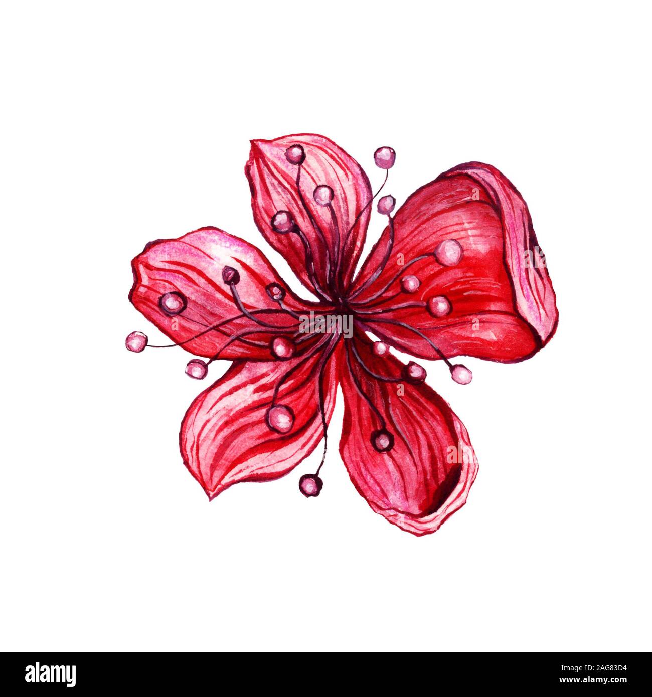 Japanese cherry ou rouge sakura clipart isolé. Des dessins de fleurs roses sur fond blanc. Illustration botanique Banque D'Images