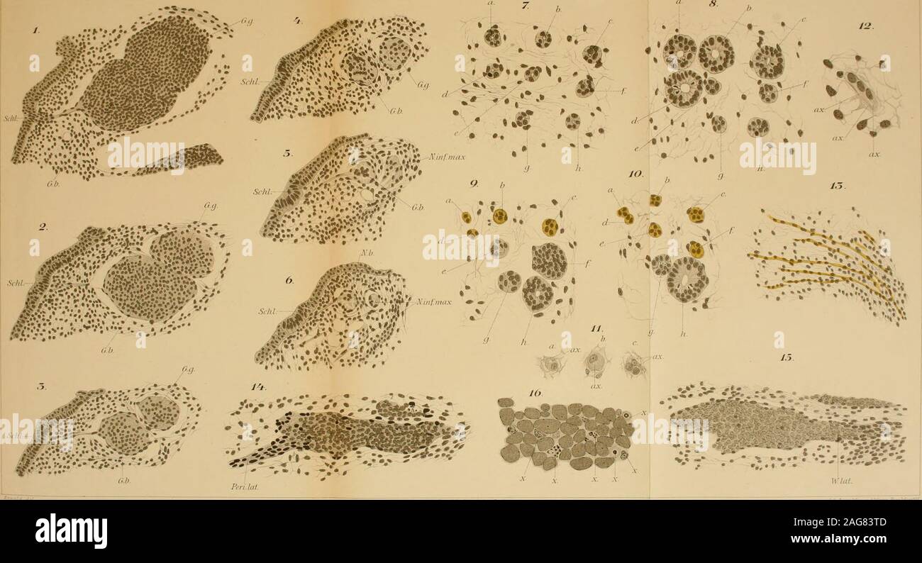 . Mittheilungen aus der Zoologischen Gare zu Neapal ; zugleich ein Repertorium f©r Mittelmeerkunde rJaß FriedlarMtrSSohr. vR.. Brrìt. . : •Y. Ar-rWfrmri^ M hì r.^jj-ì • ?-- ? Mittìt. Il ti Zool Station x. Neajiel. Bd. iO. Tal. i9. Mitth.ad-Zoul.Sialion : ì. Acu/wl. Bd.iO. Tai:20. I 2. (•Oplüh,1 M-CIJ ?/. 4.  !/ ?  !/ S.h. Banque D'Images