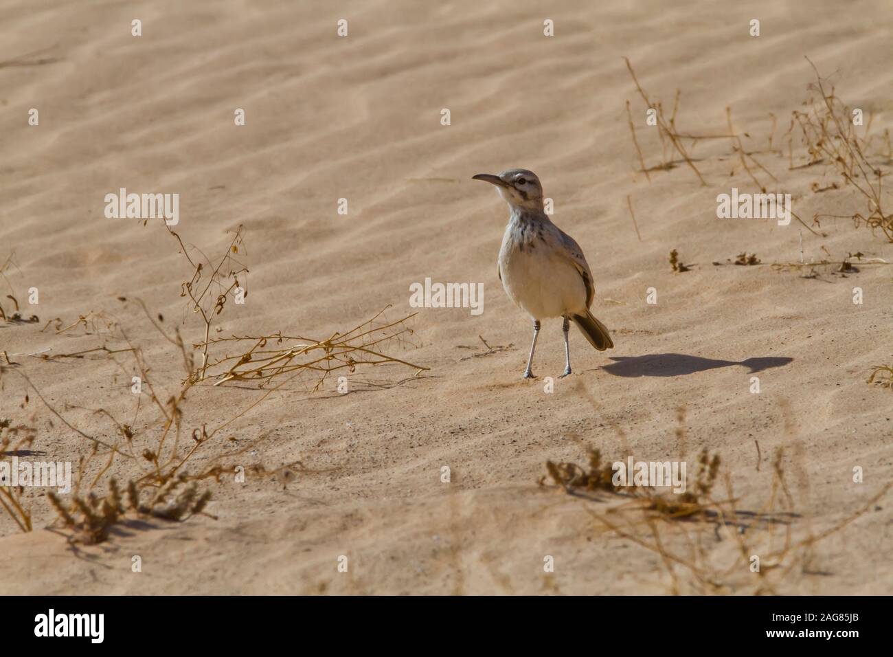 Une plus grande huppe-lark dans le désert. La huppe plus-lark (Alaemon alaudipes) est un résident de l'élevage, les zones arides et semi-désertiques du désert Banque D'Images