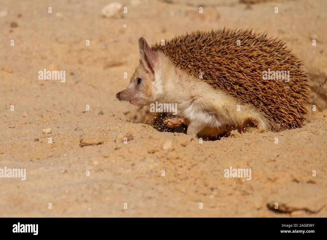 Le hibou moyen-hedgehog (Hemiechinus auritus) est une espèce de hérisson originaire d'Asie centrale et certains pays du Moyen-Orient. La lo Banque D'Images