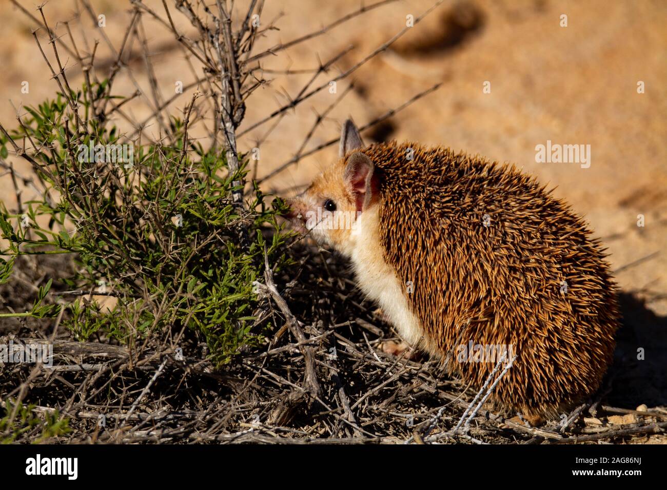 Le hibou moyen-hedgehog (Hemiechinus auritus) est une espèce de hérisson originaire d'Asie centrale et certains pays du Moyen-Orient. La lo Banque D'Images