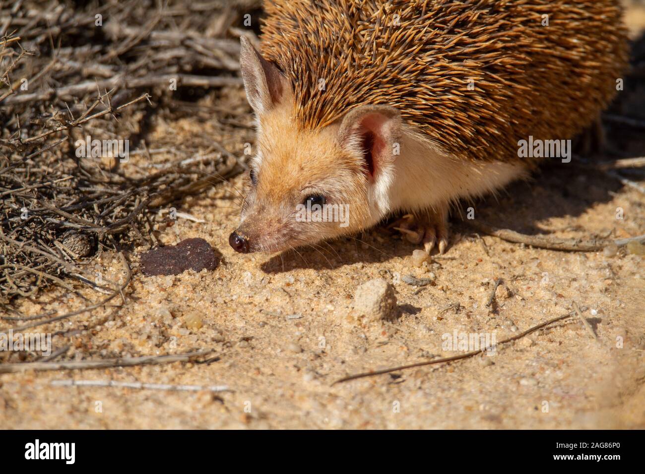 Le hibou moyen-hedgehog (Hemiechinus auritus) est une espèce de hérisson originaire d'Asie centrale et certains pays du Moyen-Orient. La lo Banque D'Images