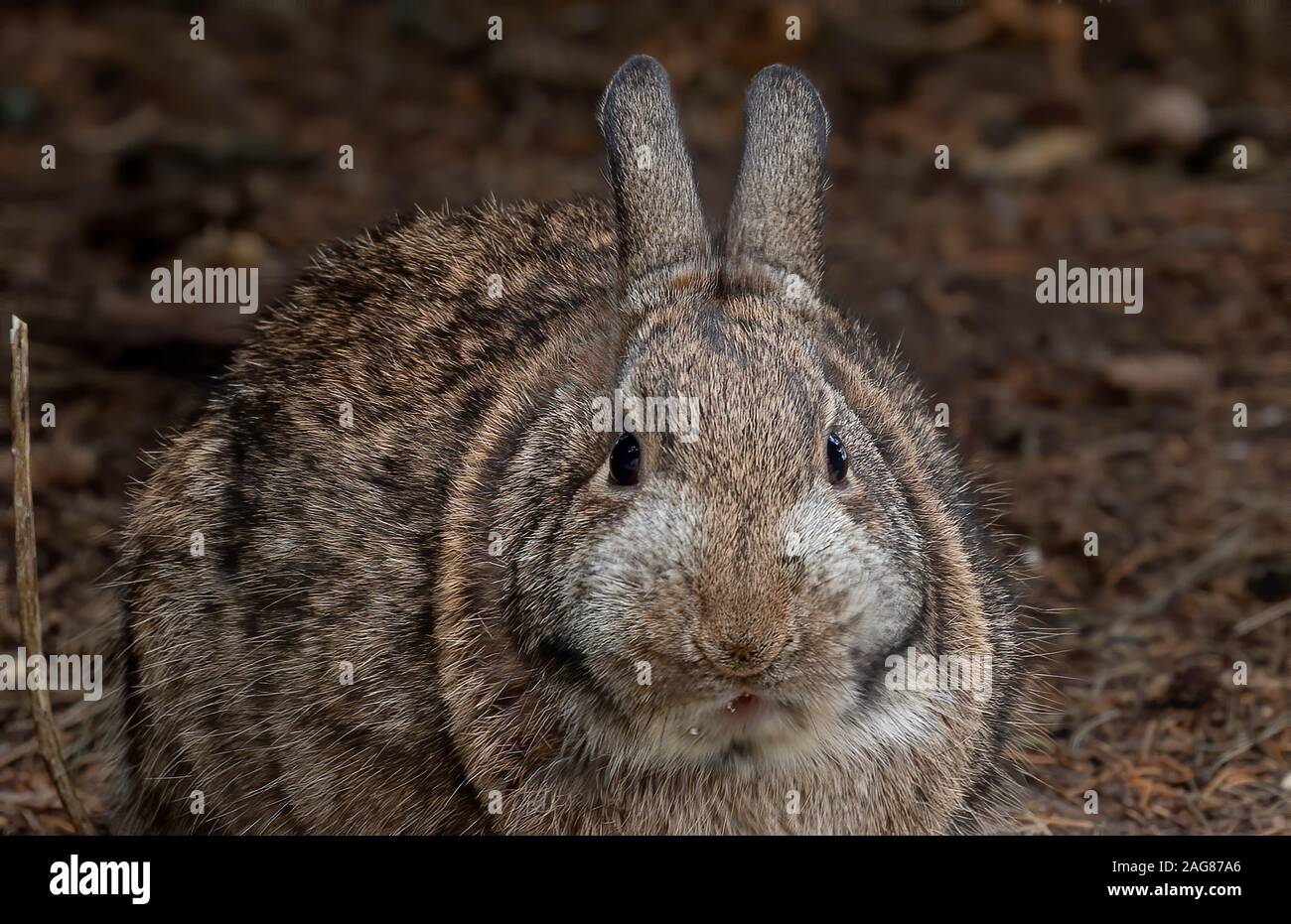 Lapin sauvage photographie fermer jusqu'en hiver Banque D'Images
