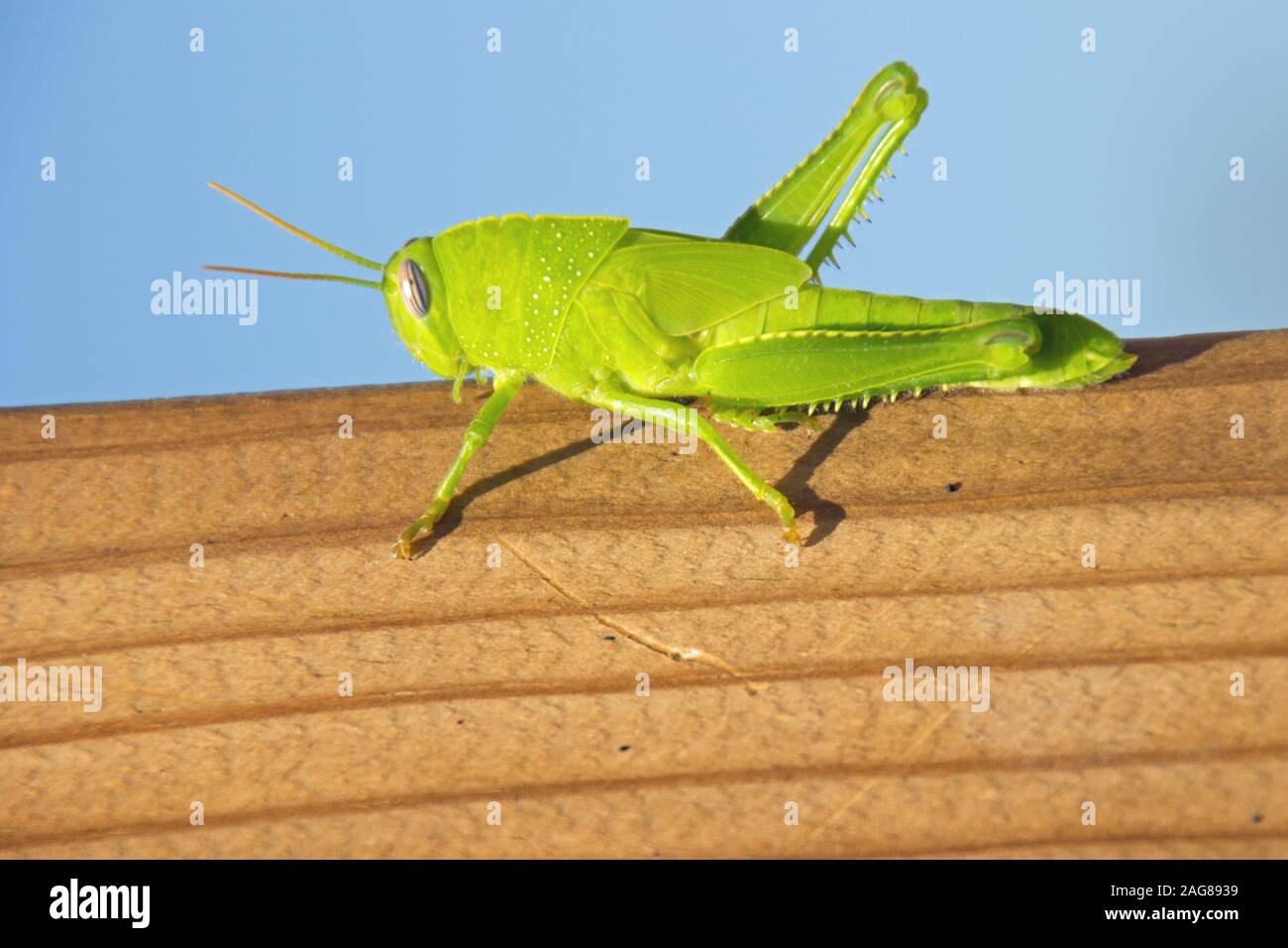 Gros plan d'un insecte de criquet vert sur un bois surface Banque D'Images