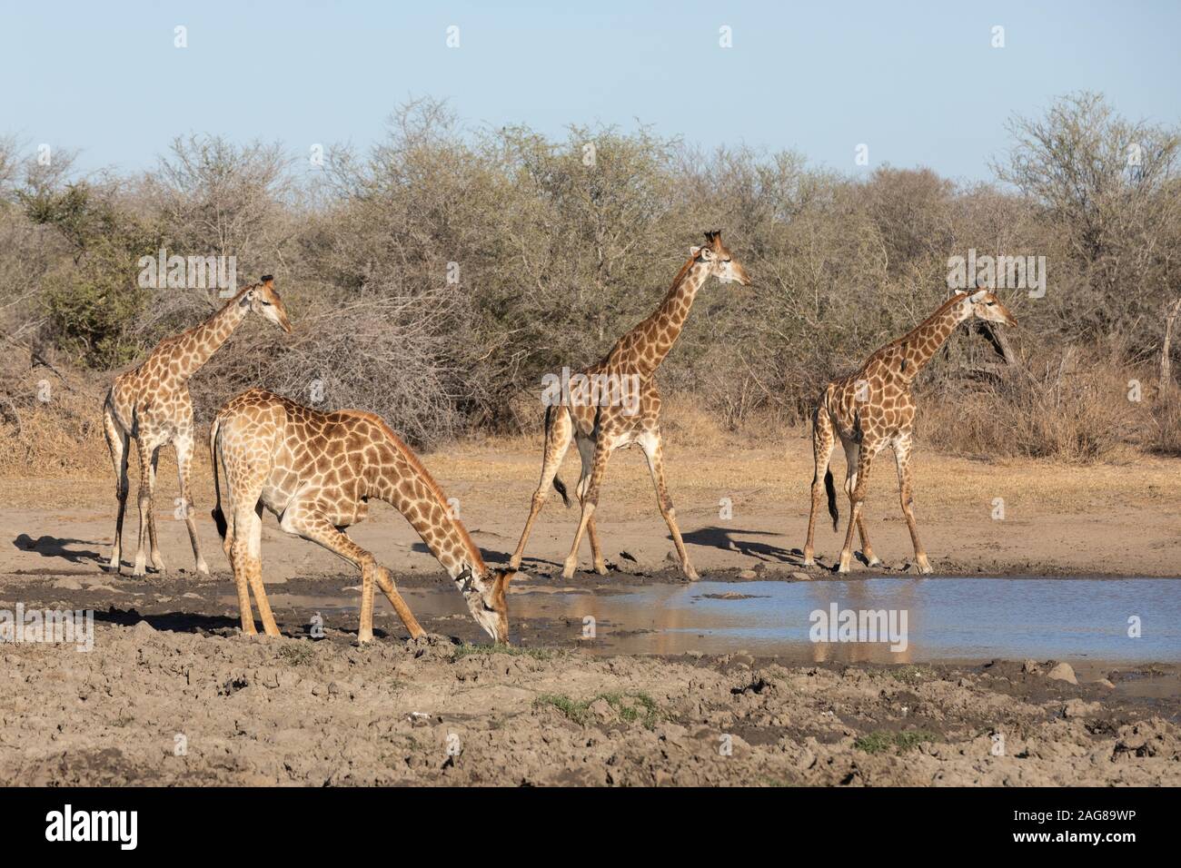 Du sud de groupe girafe à un pan naturel, l'eau potable. Kruger Park, Afrique du Sud Banque D'Images