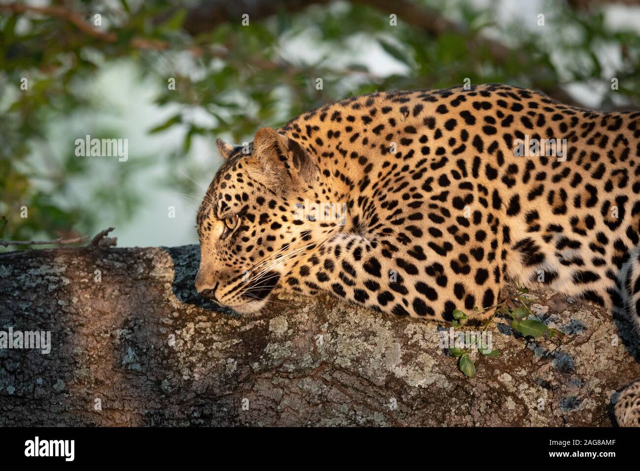 Leopard africaine couchée dans un arbre reposant, Kruger National Park, Afrique du Sud Banque D'Images