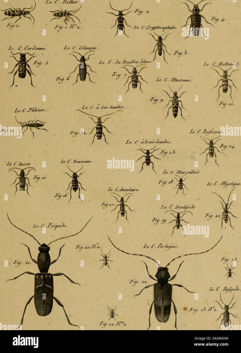 Encyclopedie Methodique Histoire Naturelle Ilijiol E Ia A C J Uwe Gt 9w Dufxu Calliclic Cbeour 219 Le Pj Le R F O U Ze C Iiiftimane Hij Otre H Rc E J Wej 1u O C Allidic Ze