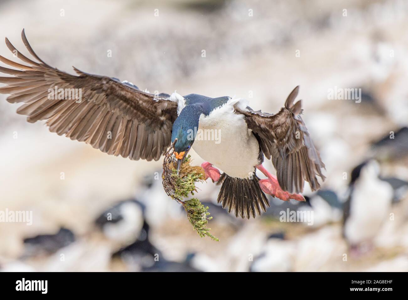 Cormorant volant avec du matériel pour le nouveau nid pris dans les îles Falkland Banque D'Images