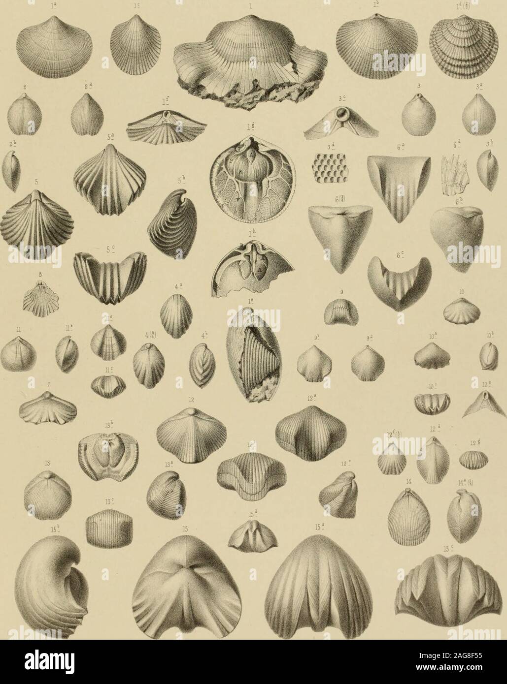 . Die rheinischen Versteinerungen des Schichtensystems à Nassau. Mit einer kurzgefassten Geognosie dieses Gebietes und mit Berücksichtigung steter analogueer Schichten anderer Lander. .1 V J I.fluiliaTdt mMainz lflftesl)3äc7i,^ Rreldel feNiedner Yerla v.. JBXol1)ll)je ? Spirifer macropterus Qoldftypus. ? - - Var, mucroncctus Sandb var. micropterus, Goldf. cuhrijugatus Hoemer tmhricato, F -^ lamellosus Sandb. muralis, Murch. Touches Vern bifidus. Jioemer ^ F.J. 8 kaeroclytus Spirifer, Defr. sp. 9 quadriplicatus, Sandb ]0 recto, ThiLl. ]]. . Spirtgera conctntrica, v Buch sp. J2 gracilis, Sandb. /3 fen. Banque D'Images